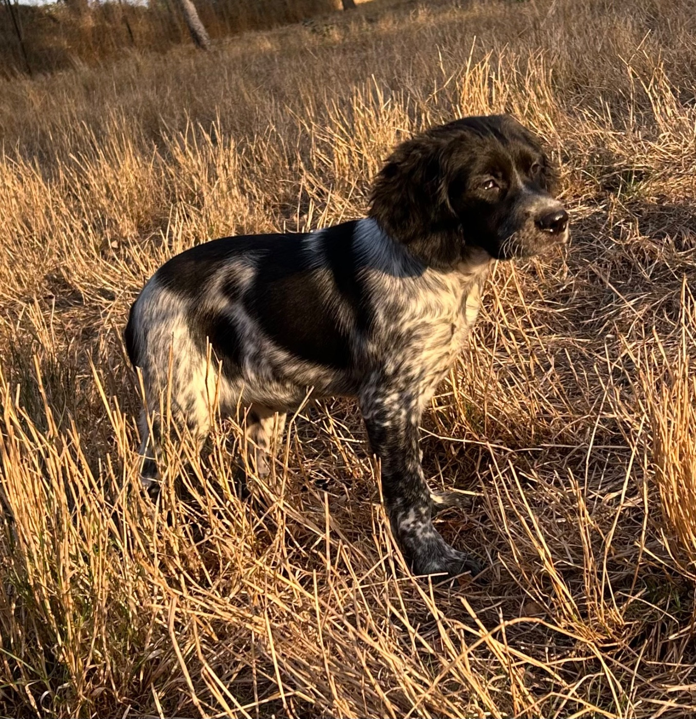De tremouard - Chiots disponibles - Epagneul Breton
