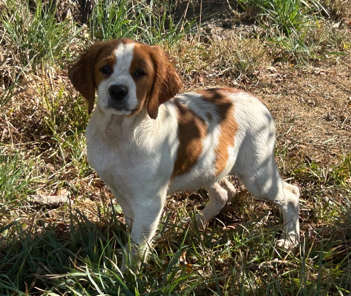 De tremouard - Chiots disponibles - Epagneul Breton