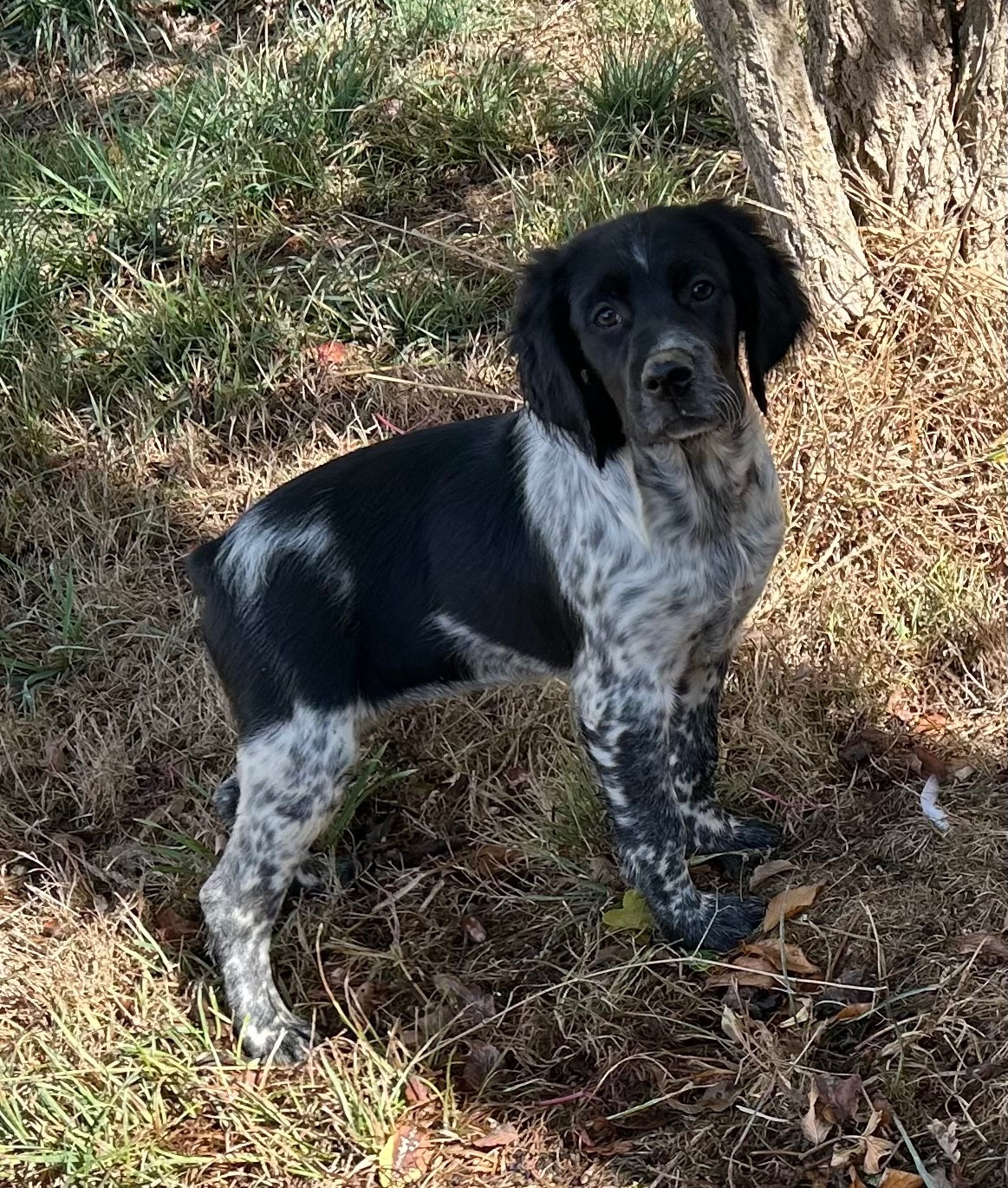 De tremouard - Chiots disponibles - Epagneul Breton