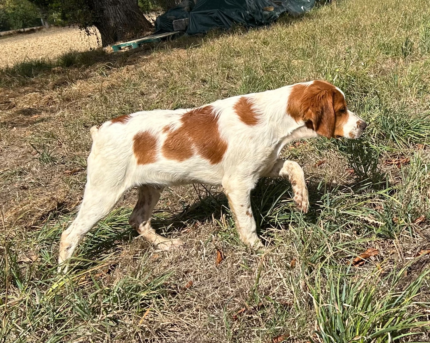 De tremouard - Chiots disponibles - Epagneul Breton
