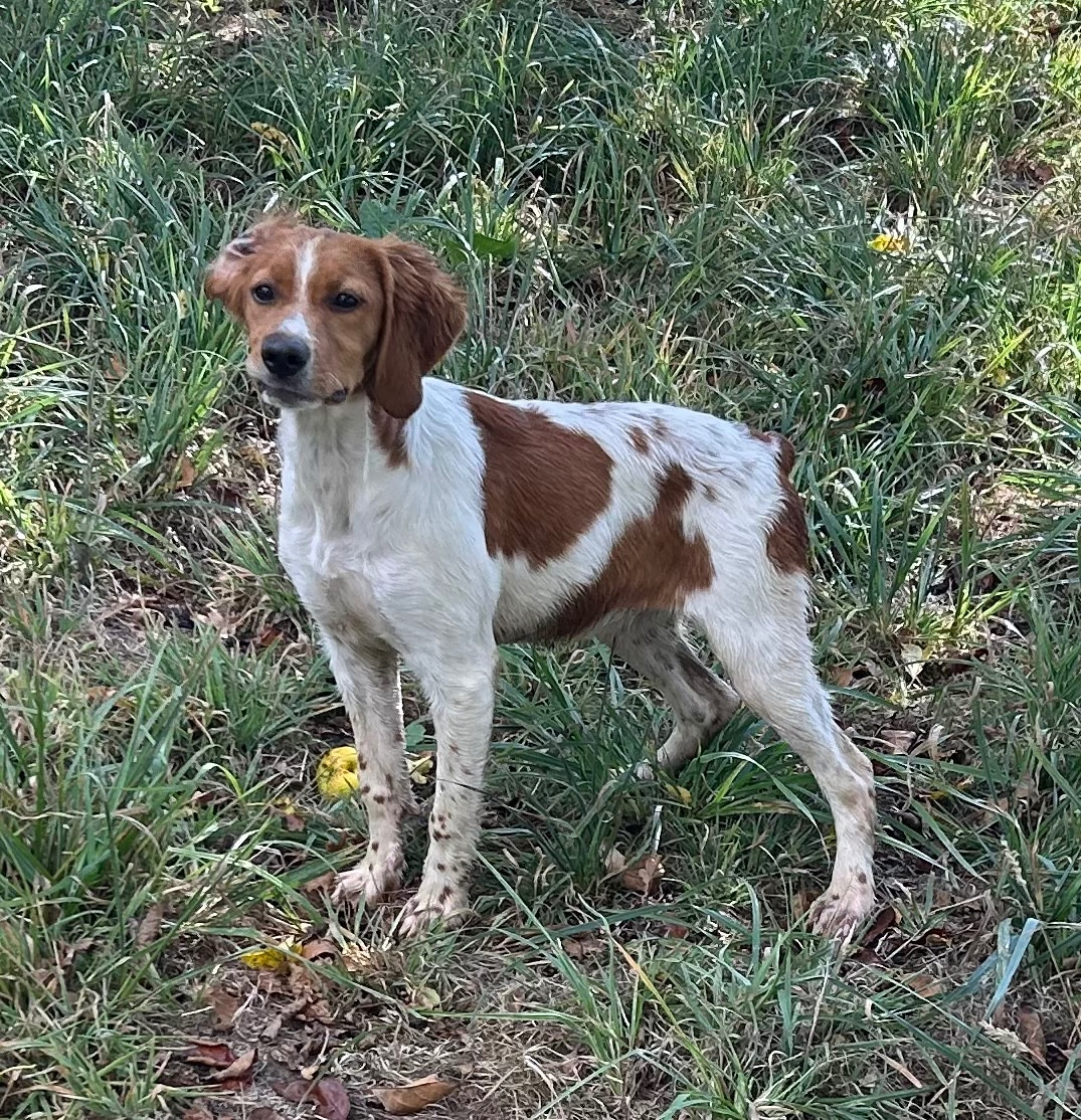 De tremouard - Chiots disponibles - Epagneul Breton