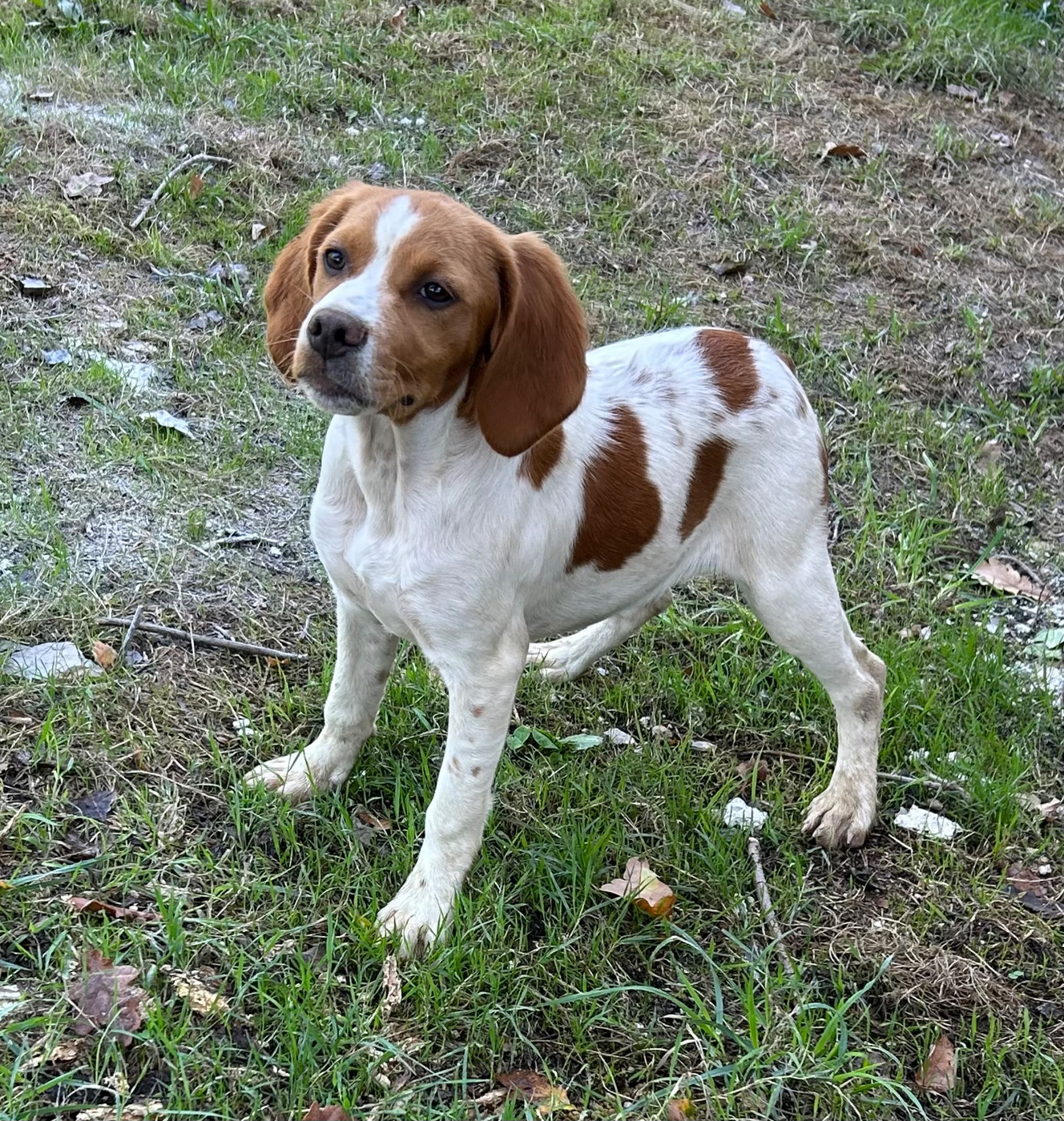 De tremouard - Chiots disponibles - Epagneul Breton