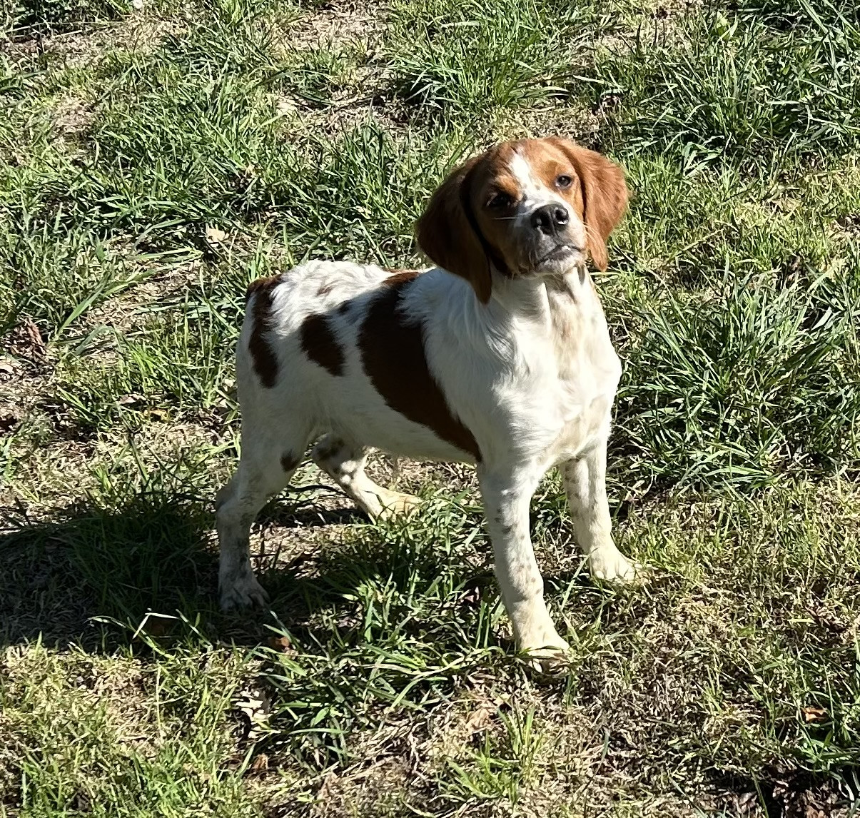 De tremouard - Chiots disponibles - Epagneul Breton