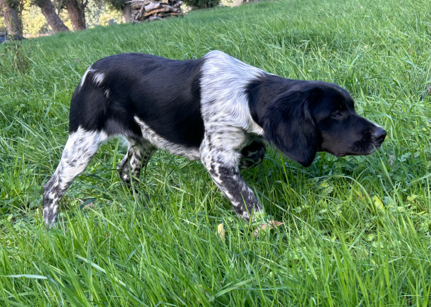De tremouard - Chiots disponibles - Epagneul Breton