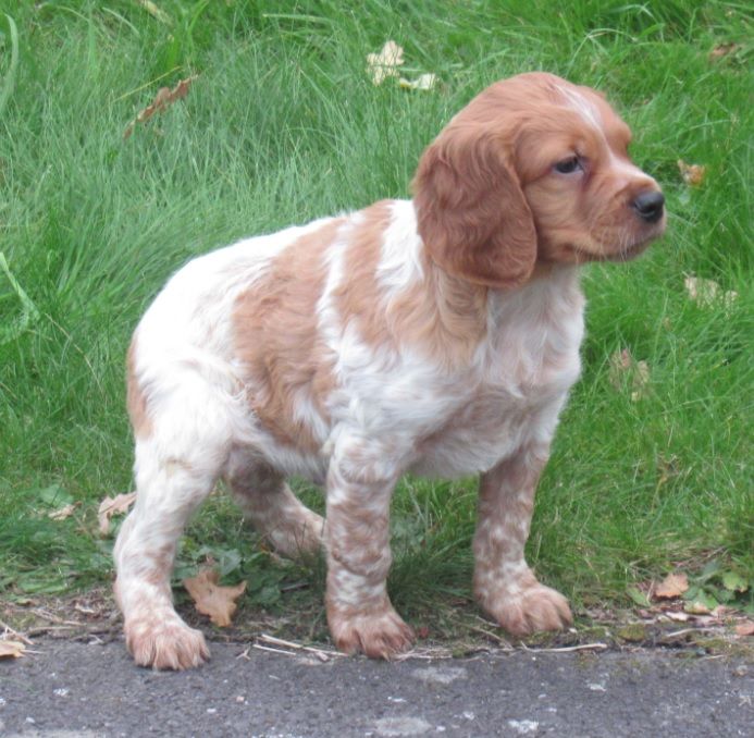 De tremouard - Epagneul Breton - Portée née le 24/08/2025