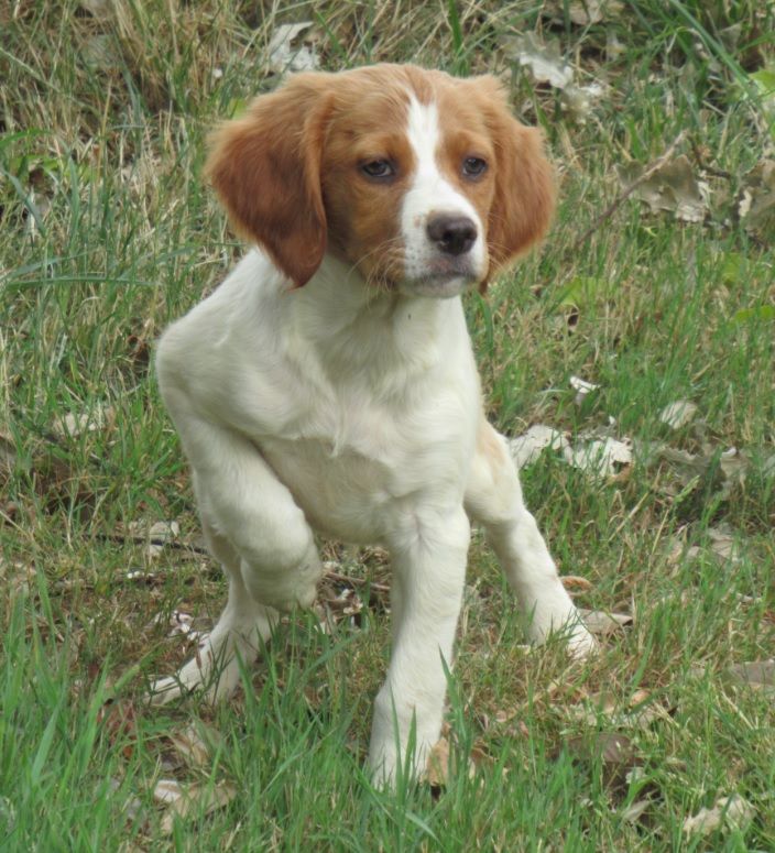 De tremouard - Chiots disponibles - Epagneul Breton
