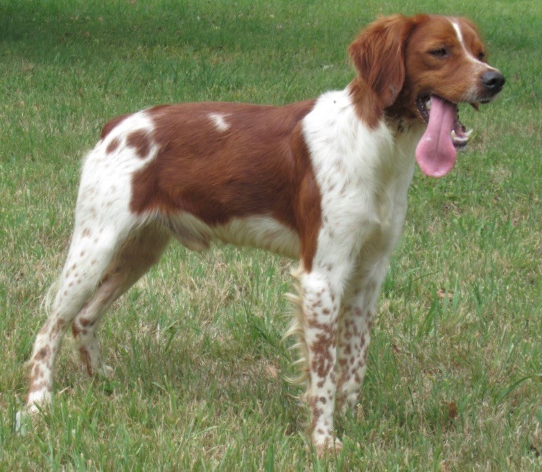De tremouard - Chiots disponibles - Epagneul Breton