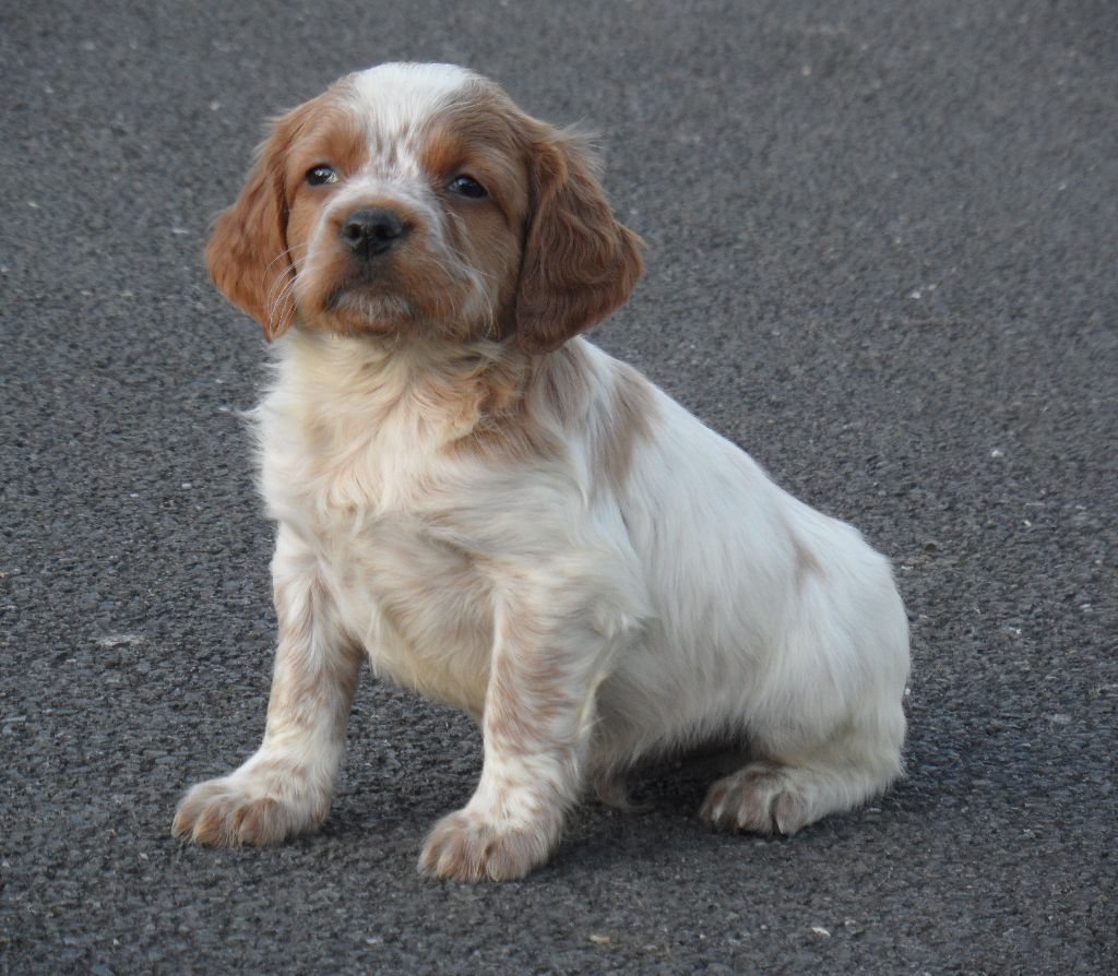 Chiot Epagneul Breton De tremouard