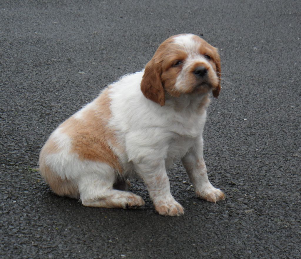 Chiot Epagneul Breton De tremouard