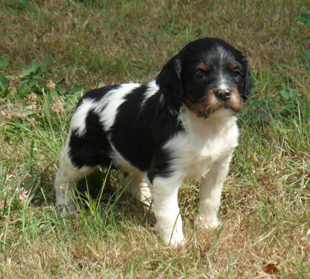 Chiot Epagneul Breton De tremouard