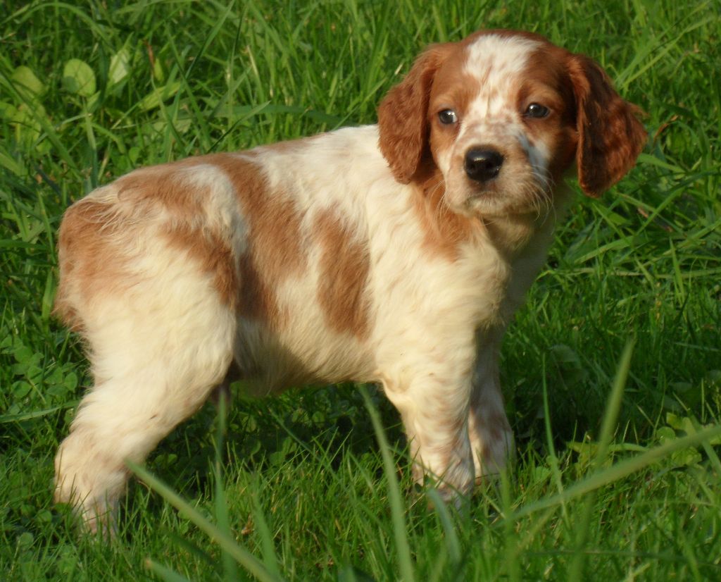 Chiot Epagneul Breton De tremouard
