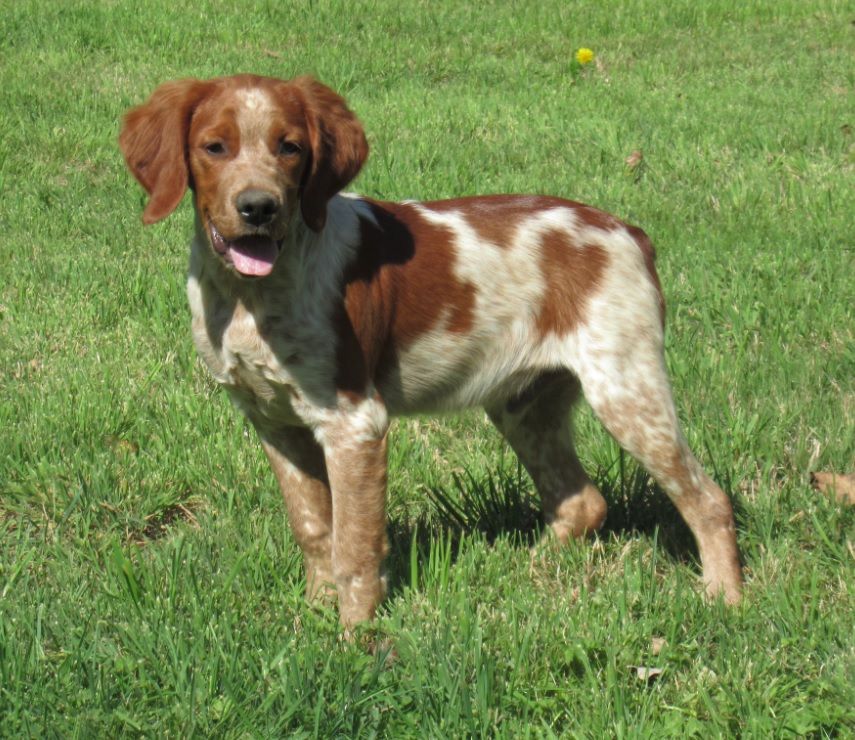 De tremouard - Chiots disponibles - Epagneul Breton