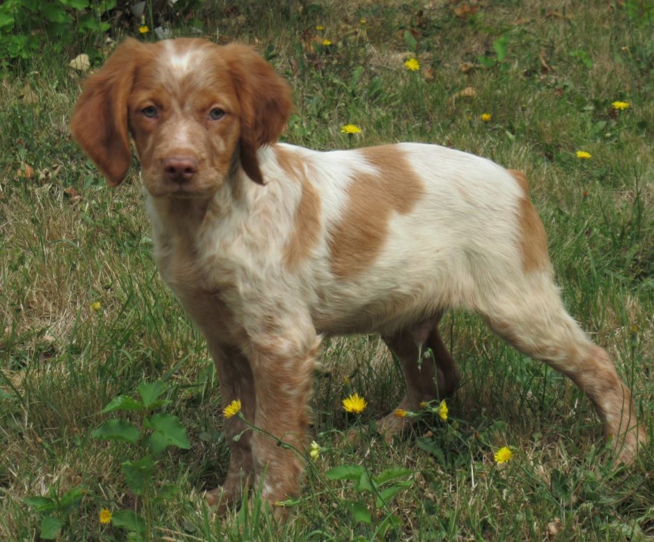 De tremouard - Chiots disponibles - Epagneul Breton