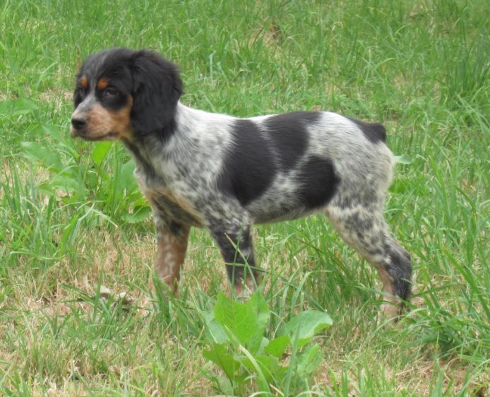 De tremouard - Chiots disponibles - Epagneul Breton