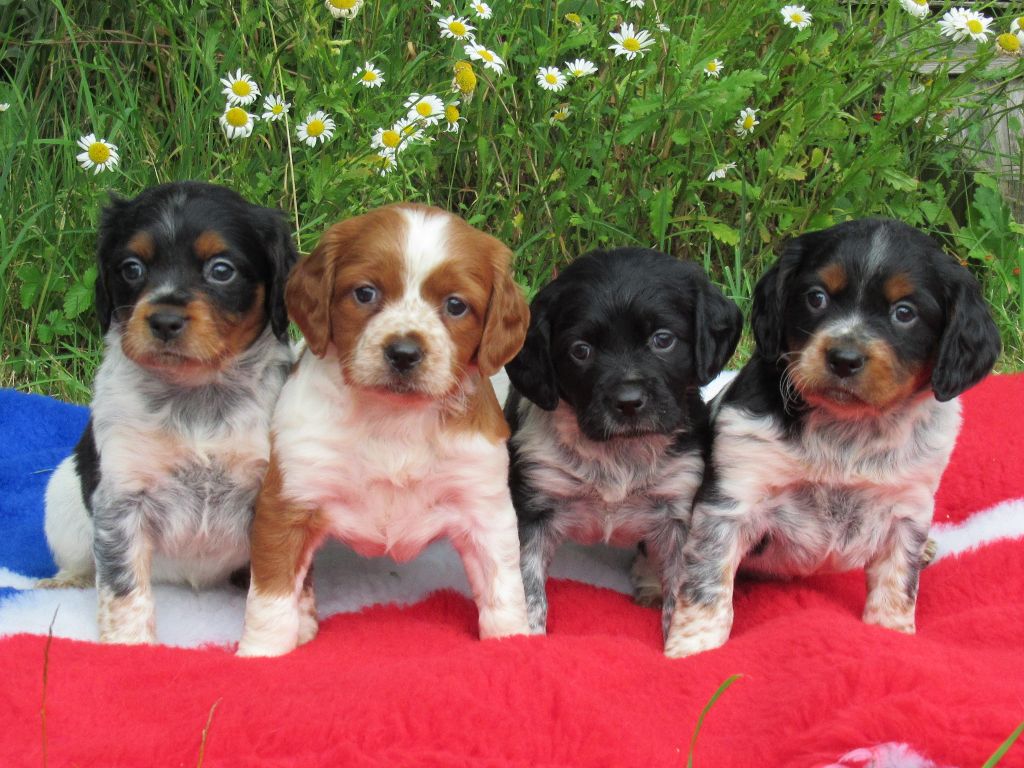 Chiot Epagneul Breton De tremouard