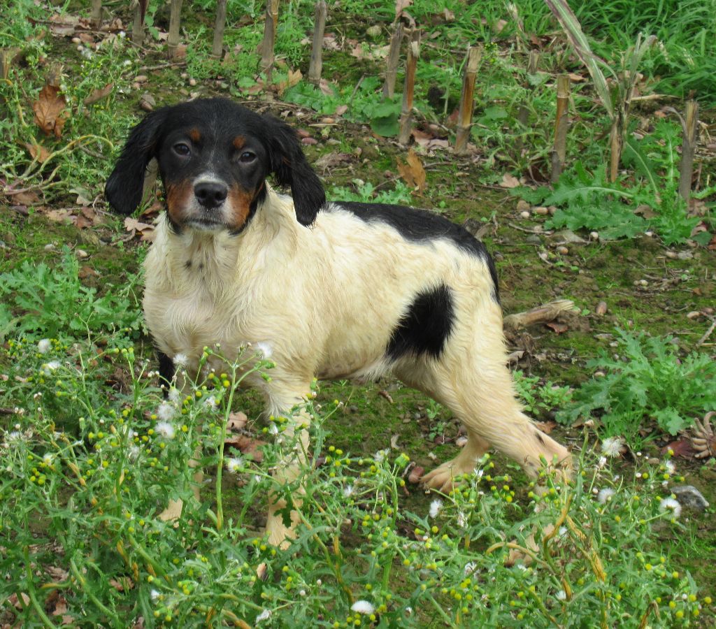 Chiot Epagneul Breton De tremouard