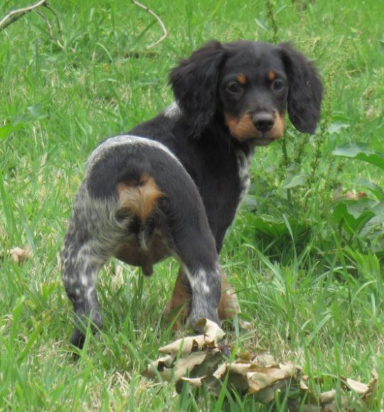 De tremouard - Chiots disponibles - Epagneul Breton