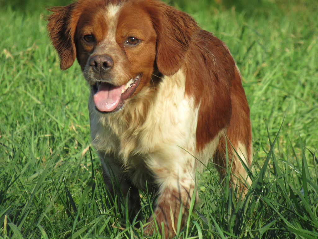 Chiot Epagneul Breton De tremouard