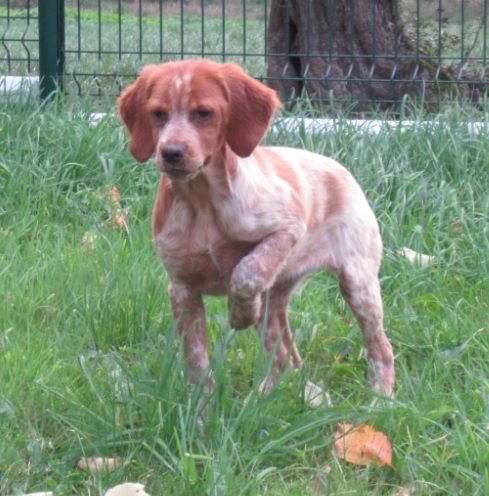 De tremouard - Chiots disponibles - Epagneul Breton