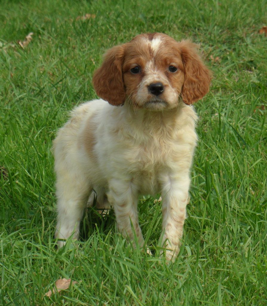 Chiot Epagneul Breton De tremouard