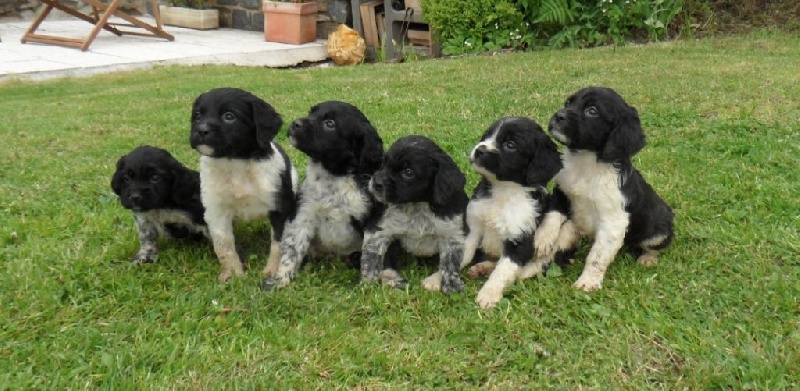 Chiot Epagneul Breton De tremouard