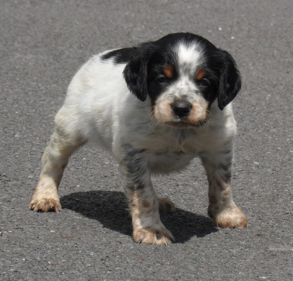 Chiot Epagneul Breton De tremouard