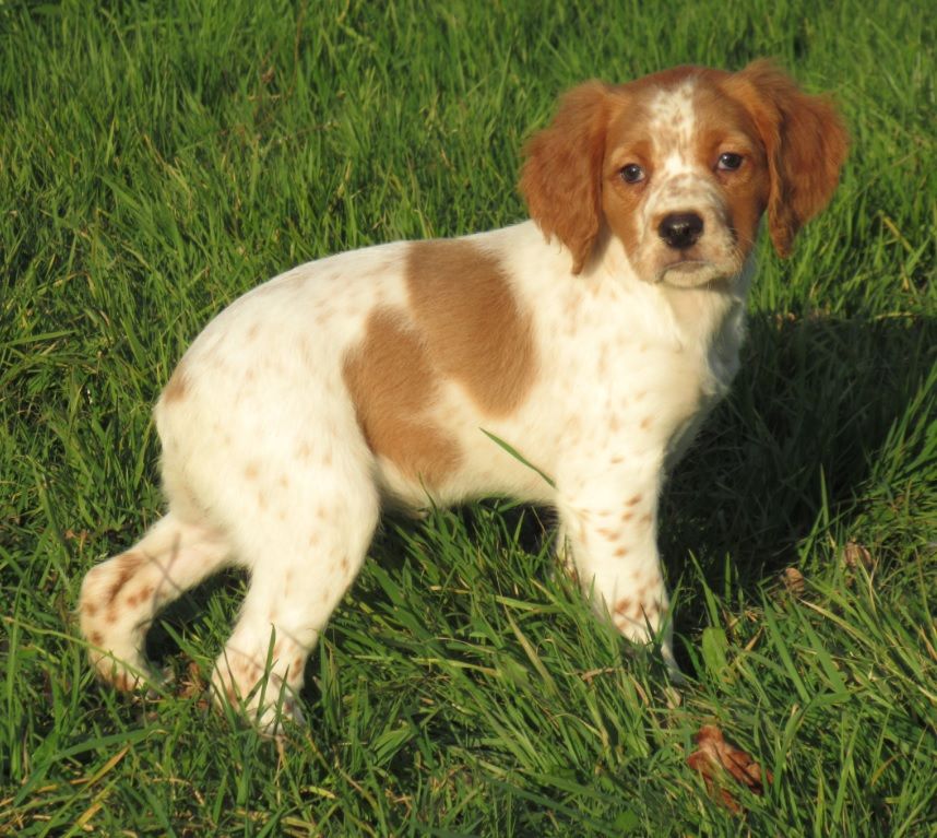 De tremouard - Chiots disponibles - Epagneul Breton