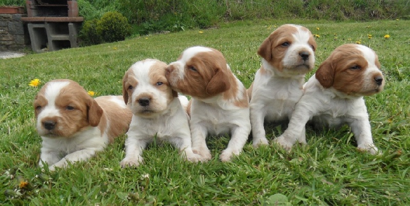 Chiot Epagneul Breton De tremouard
