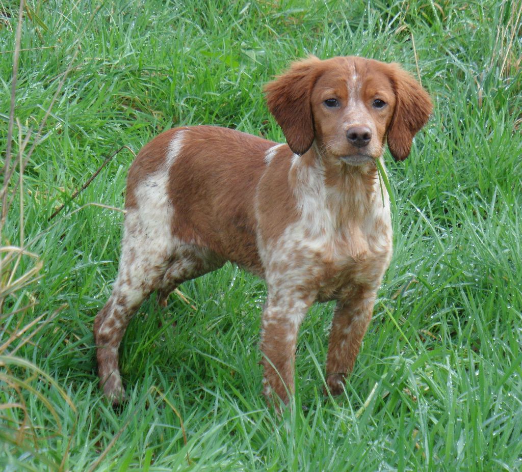 Chiot Epagneul Breton De tremouard