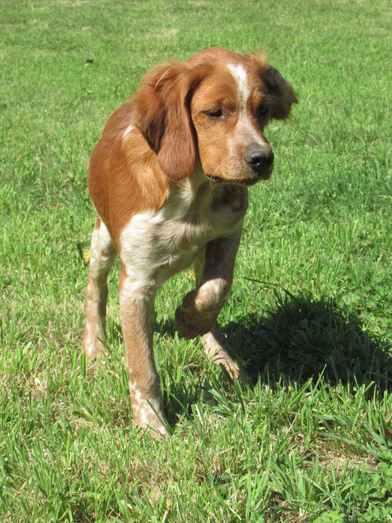 De tremouard - Chiots disponibles - Epagneul Breton