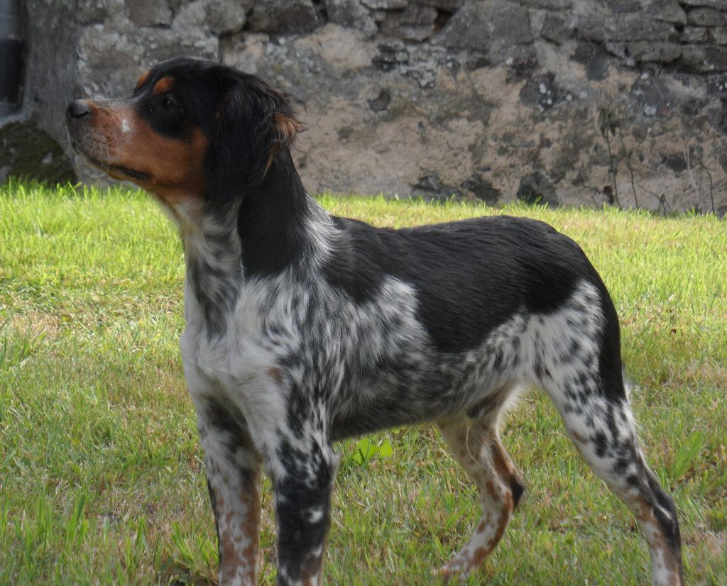 Chiot Epagneul Breton De tremouard