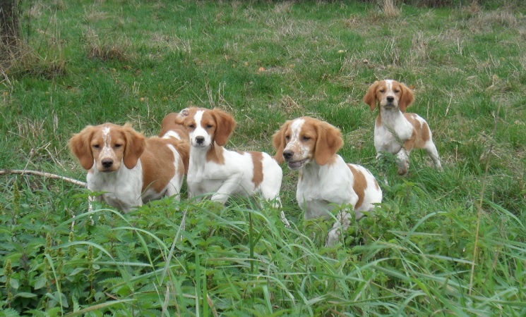Chiot Epagneul Breton De tremouard