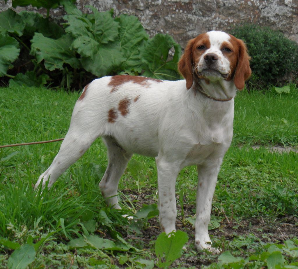 Chiot Epagneul Breton De tremouard