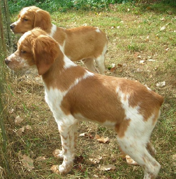 Chiot Epagneul Breton De tremouard