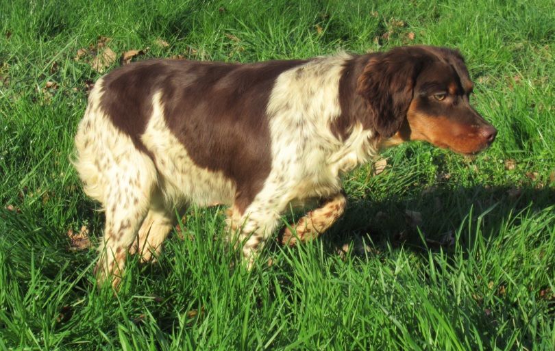 Chiot Epagneul Breton De tremouard
