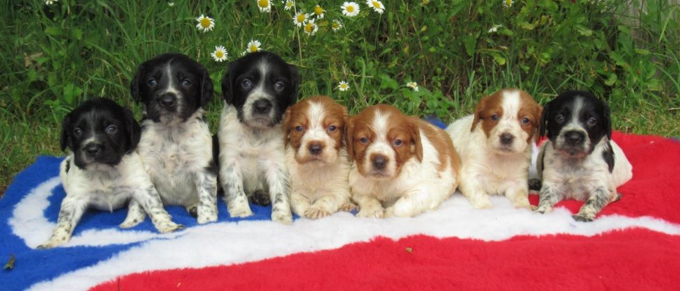 Chiot Epagneul Breton De tremouard