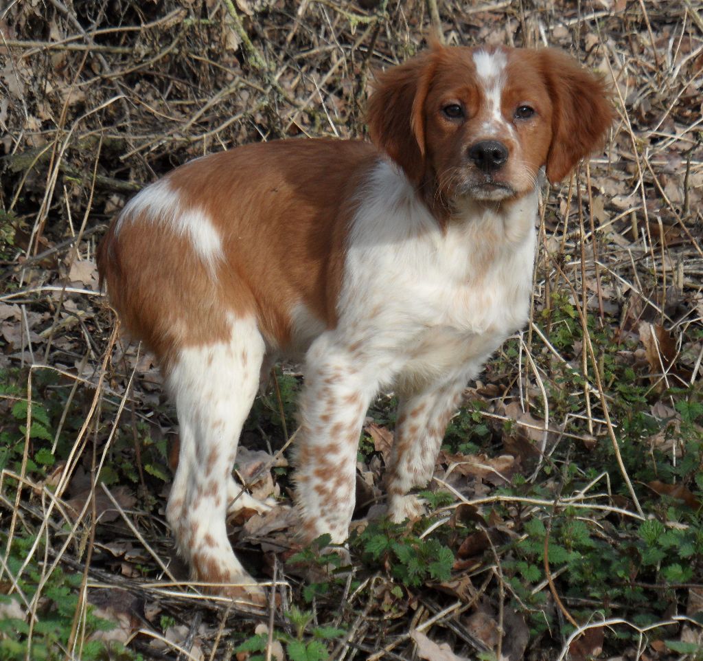 Chiot Epagneul Breton De tremouard