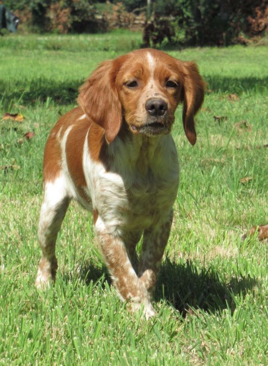De tremouard - Chiots disponibles - Epagneul Breton