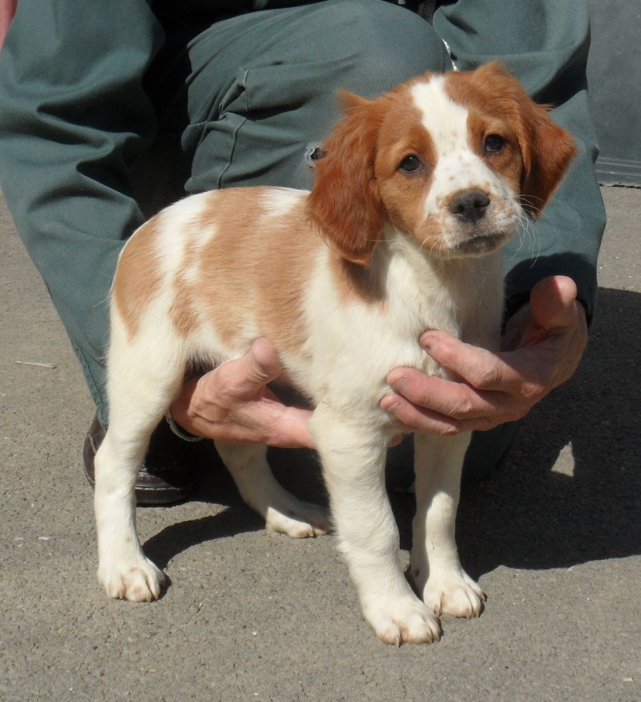 Chiot Epagneul Breton De tremouard