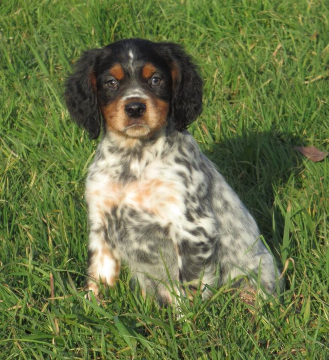 Chiot Epagneul Breton De tremouard