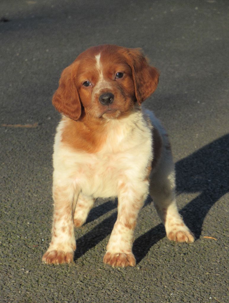 Chiot Epagneul Breton De tremouard