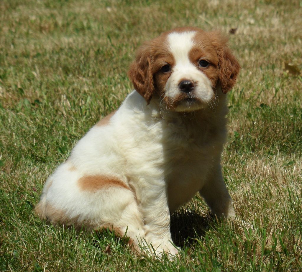Chiot Epagneul Breton De tremouard