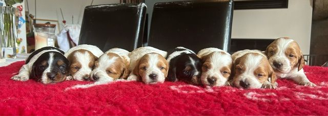 Chiot Epagneul Breton De tremouard