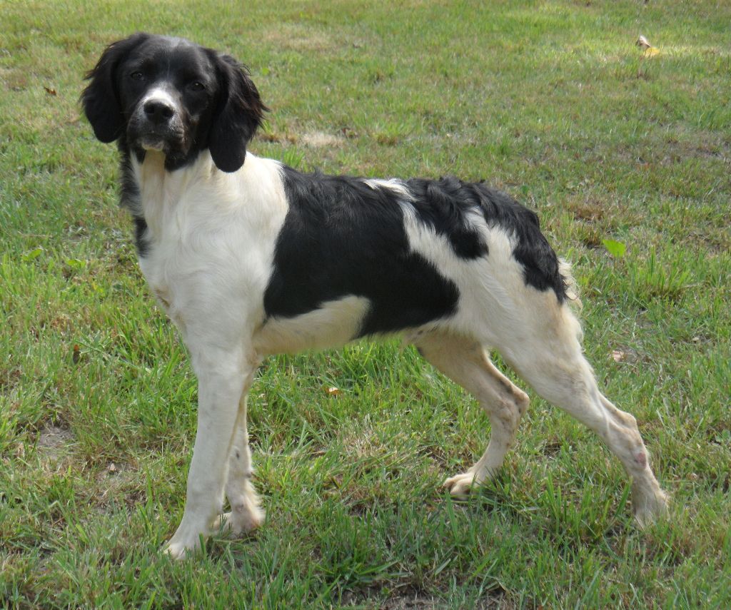 Chiot Epagneul Breton De tremouard