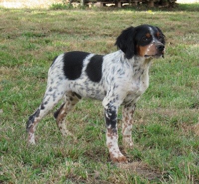 SHERPA de Trémouard