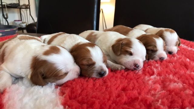 Chiot Epagneul Breton De tremouard