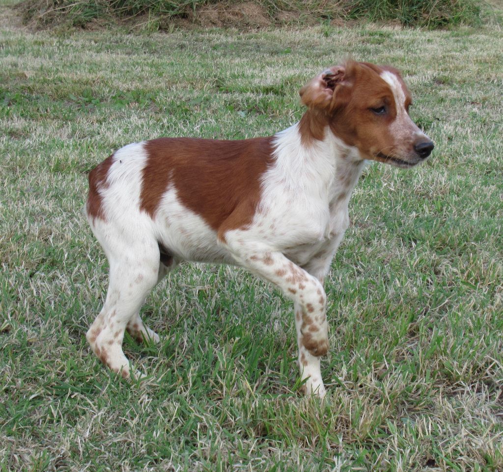 Chiot Epagneul Breton De tremouard