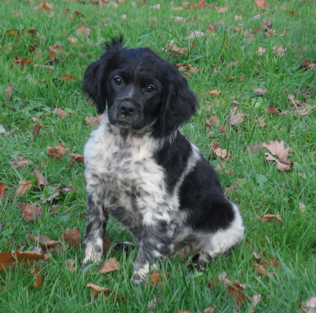 Chiot Epagneul Breton De tremouard