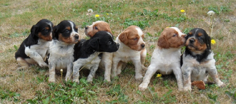 Chiot Epagneul Breton De tremouard