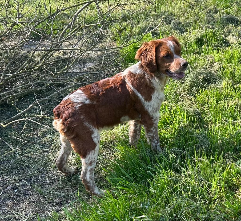 Chiot Epagneul Breton De tremouard